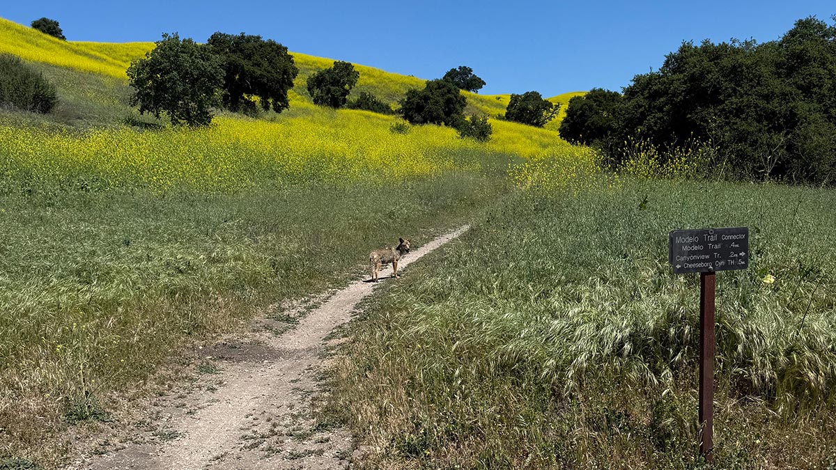 The 9 Best Hiking Trails in Conejo Valley, CA